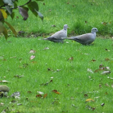 Couette-café L'escarbotine