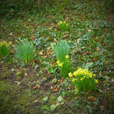 L'escarbotine Friville-Escarbotin