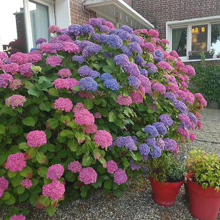 Bed & Breakfast L'escarbotine Friville-Escarbotin