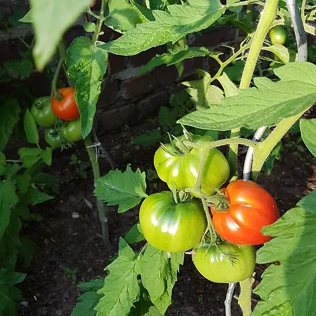 L'escarbotine Friville-Escarbotin