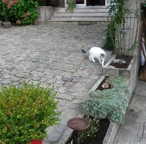 L'escarbotine Friville-Escarbotin