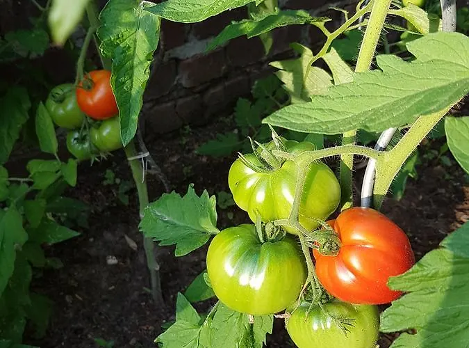 L'escarbotine Friville-Escarbotin